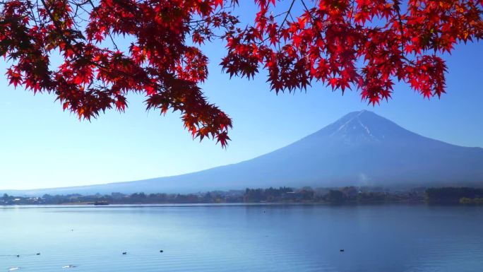 清晨的枫叶和远处的富士山