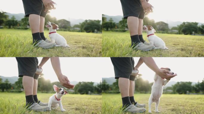 在阳光的背景下，主人训练他的狗在公共自然公园的田野里等待和坐着等待食物