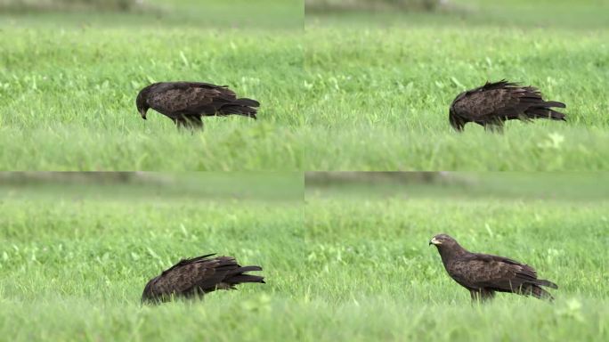 春天的小斑鹰Aquila pomarina正在地上吃东西。高品质4k画面