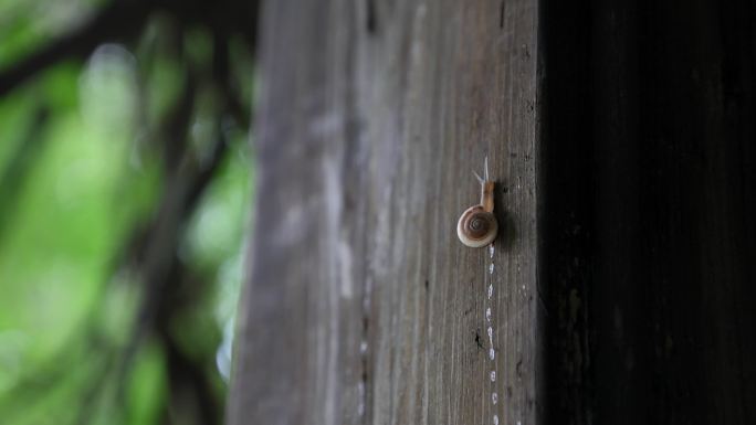 蜗牛合集夏天蜗牛爬行两只蜗牛片尾