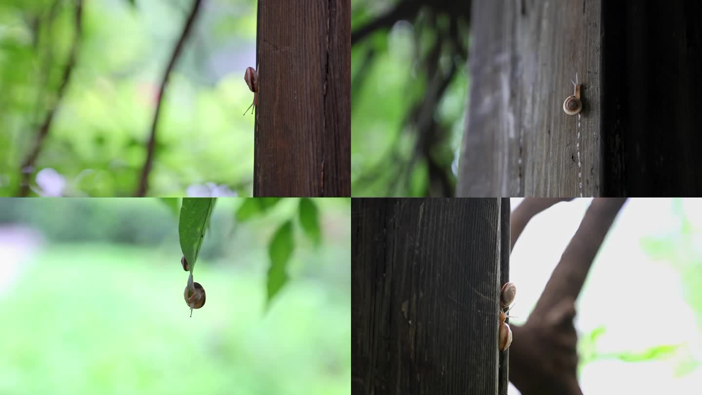 蜗牛合集夏天蜗牛爬行两只蜗牛片尾