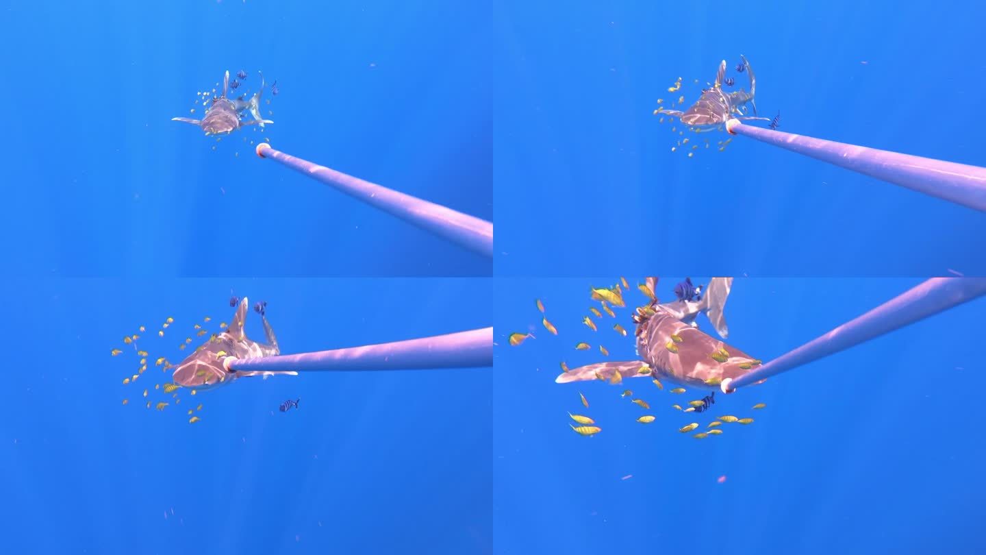 一条被塑料渔网打伤的鲨鱼在海底深渊中游动。