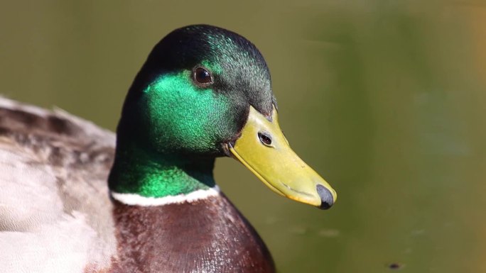 雄性绿头鸭头部有一抹美丽的绿色，特写