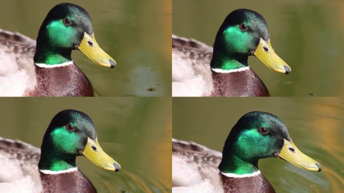 雄性绿头鸭头部有一抹美丽的绿色，特写