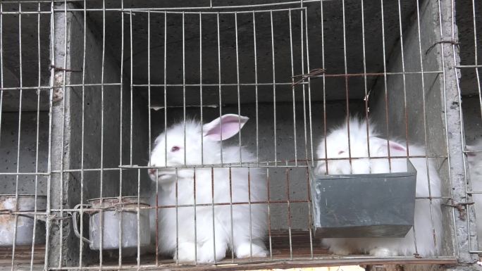 兔舍 兔笼 白兔 长毛兔 人工喂水 幼兔