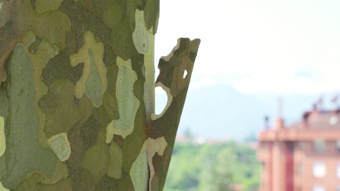 剥落的斑驳的梧桐树树皮。法国梧桐hispanica