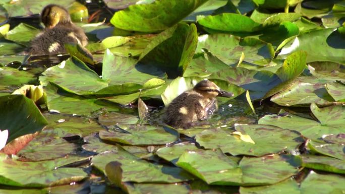 小鸭子在湖上游泳。野鸭在自然界。