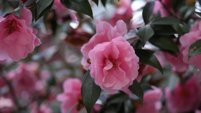 粉红色的花。开花的树。特写镜头。模糊的背景。开着粉红色大花的开花树