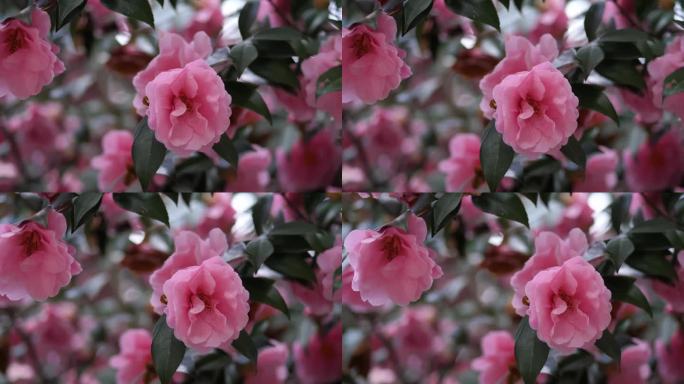 粉红色的花。开花的树。特写镜头。模糊的背景。开着粉红色大花的开花树
