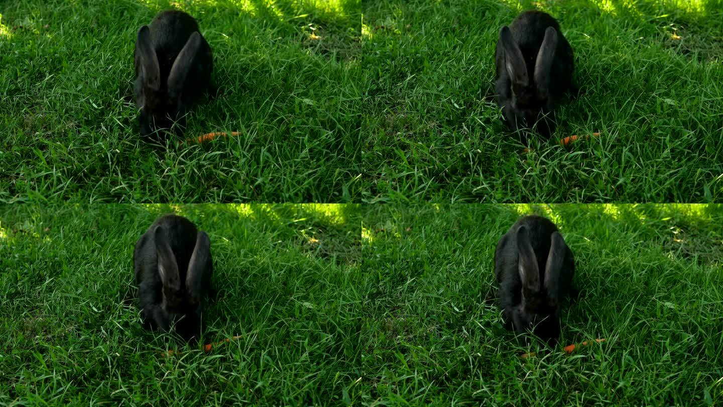 绿草地上的黑兔子吃胡萝卜。