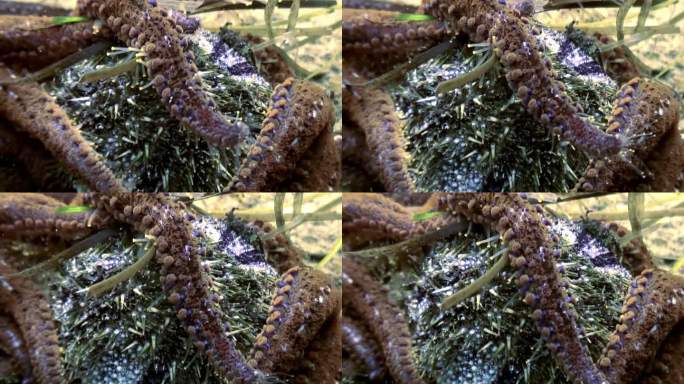 近景:一群海星在日本海的海底吃海胆。