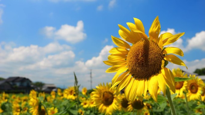 美丽的黄色向日葵在蓝色的天空下在夏天的戏剧视图，花或植物背景，向日葵田