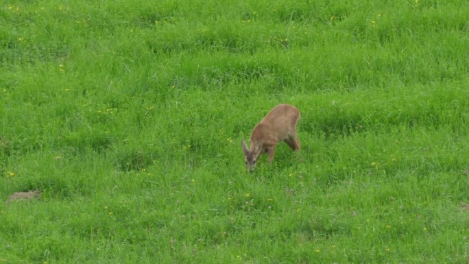 鹿，鹿，草地上的进食和环顾四周。野生动物黄毛鹿在干草地上吃草。大自然中的小鹿。可爱有趣的草丛小鹿。