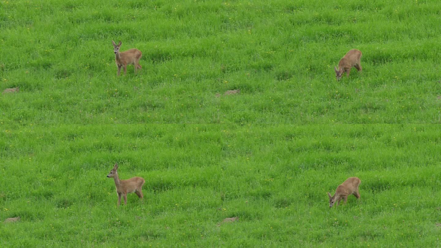 鹿，鹿，草地上的进食和环顾四周。野生动物黄毛鹿在干草地上吃草。大自然中的小鹿。可爱有趣的草丛小鹿。