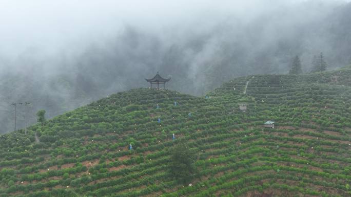 黄山毛峰茶园航拍，航拍高山茶园