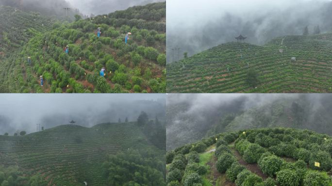 黄山毛峰茶园航拍，航拍高山茶园