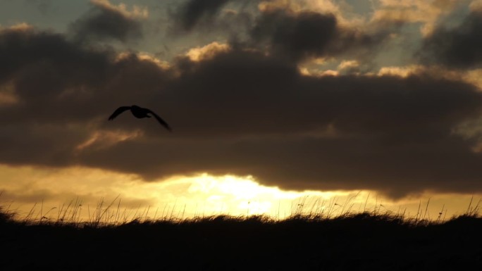 孤独的渡鸦在日出的光束上滑翔，慢动作接近
