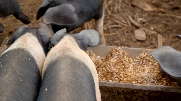 饥饿的小猪土猪养猪场养殖乡村喝奶