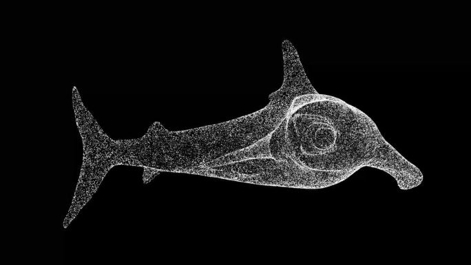 3D鲨鱼与张开的嘴旋转在黑色背景。由闪闪发光的微粒构成的物体。野生动物概念。用于标题，文本，演示。3