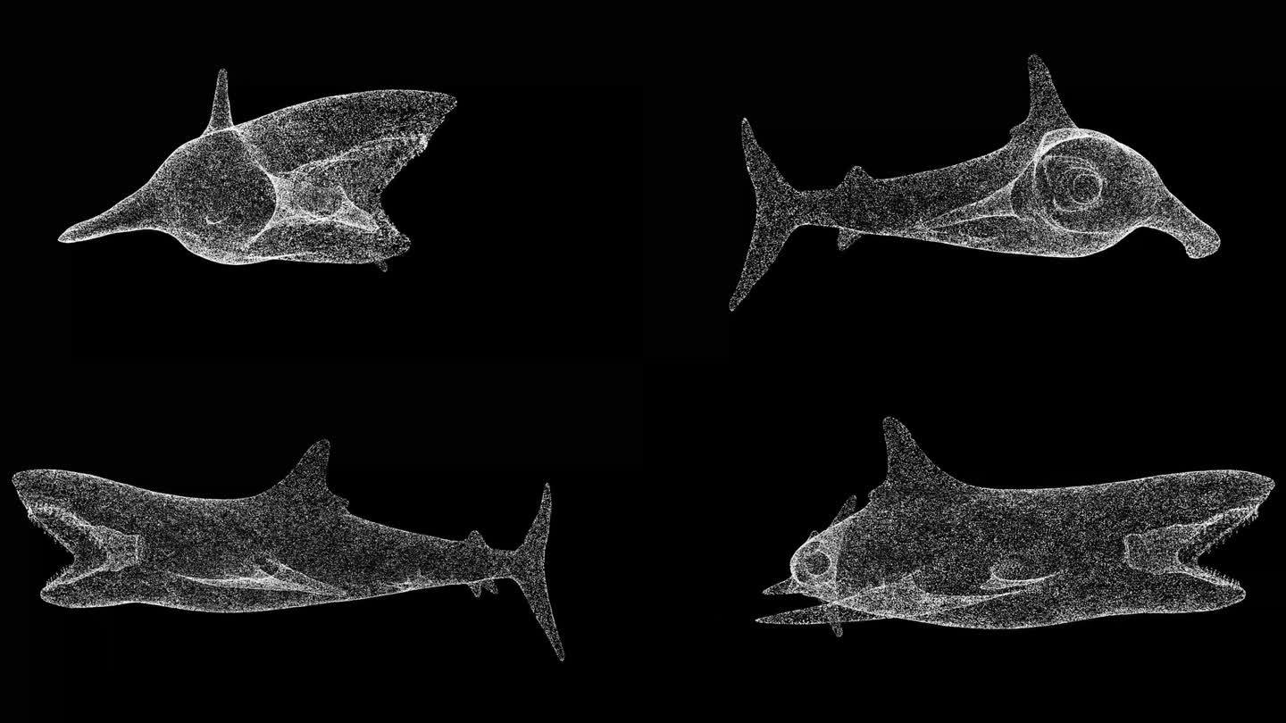 3D鲨鱼与张开的嘴旋转在黑色背景。由闪闪发光的微粒构成的物体。野生动物概念。用于标题，文本，演示。3