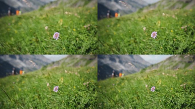 高山草和花的细节花朵绽放细腻纹理山顶芳香
