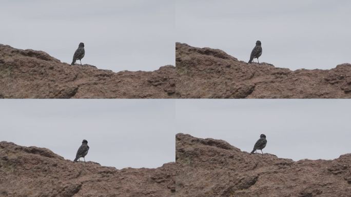 小鸟坐在秘鲁的一块岩石上。