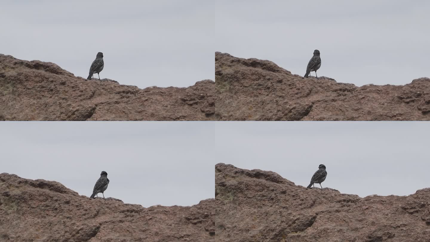小鸟坐在秘鲁的一块岩石上。