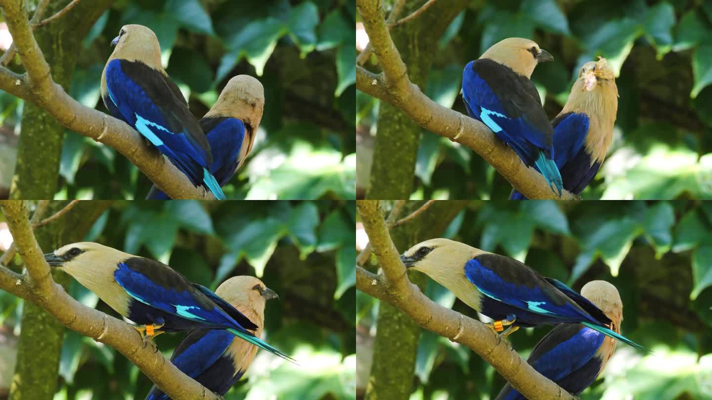 一只蓝腹滚筒鸟