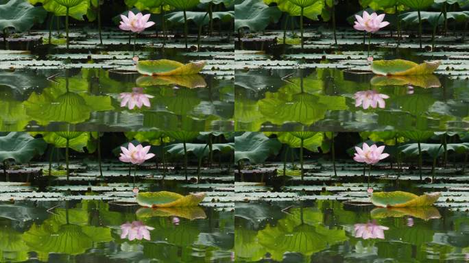 美丽的荷花随风摇曳，池塘倒影，粉红色的花以绿叶和花蕾为背景，近距离观看，4k慢动作镜头。