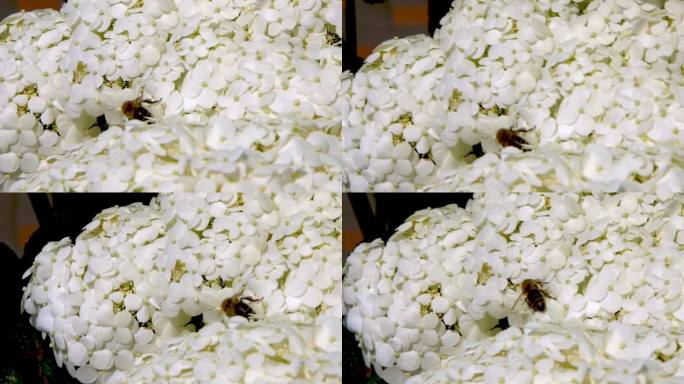 花园里的白色绣球花。巴德，靠近点。种一朵夏天的花。植物花瓣背景