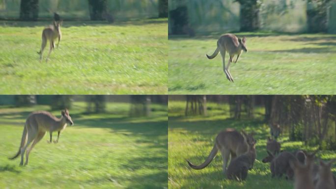 袋鼠在猎人谷跳跃的4K实时镜头，哺乳动物，澳大利亚