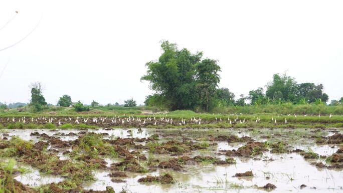 一群白鹭在湿地上慢动作飞翔。