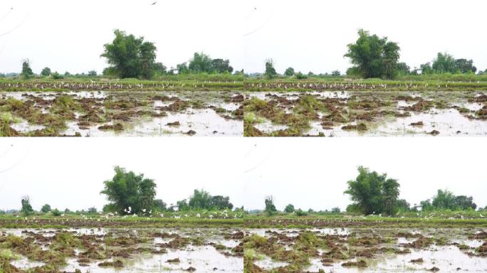一群白鹭在湿地上慢动作飞翔。