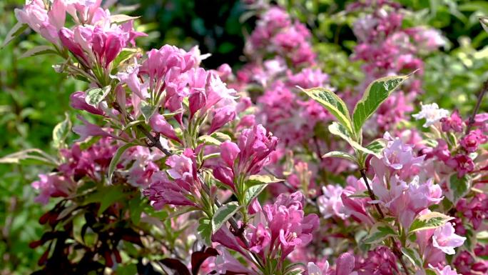 粉红色的威格拉灌木花