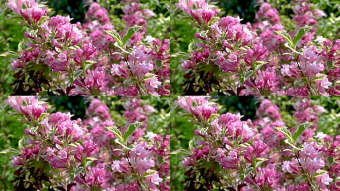粉红色的威格拉灌木花
