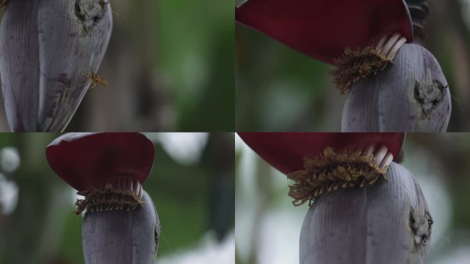 C花苞采蜜蜜蜂4k实拍视频