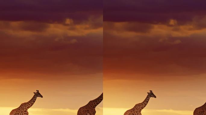 长颈鹿在日出的天空下排成一排