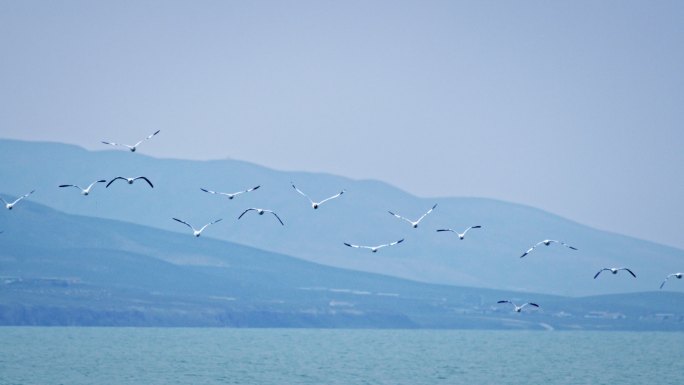 海鸥一群海鸥从水面起飞海鸥展翅飞翔