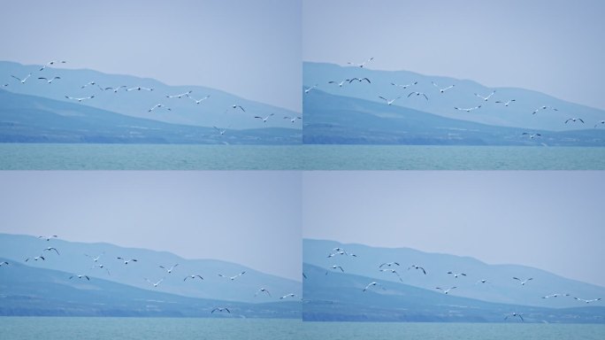 海鸥一群海鸥从水面起飞海鸥展翅飞翔