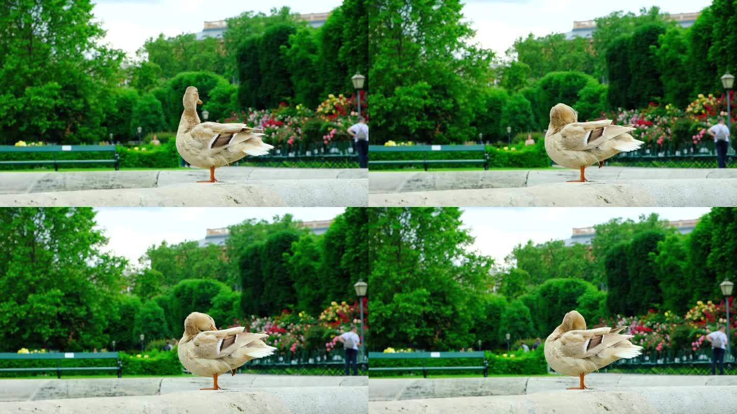 夏天，美丽的野鸭在城市公园里刷羽毛。