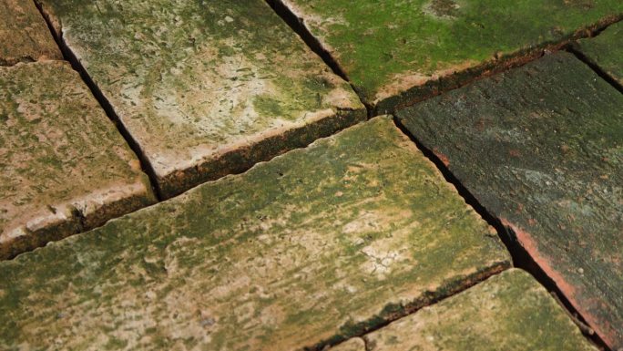 苔藓在旧砖铺的院子里的特写。青苔上的旧砖地板纹理。选择性地关注砖地板上的苔藓和地衣的纹理和细节。