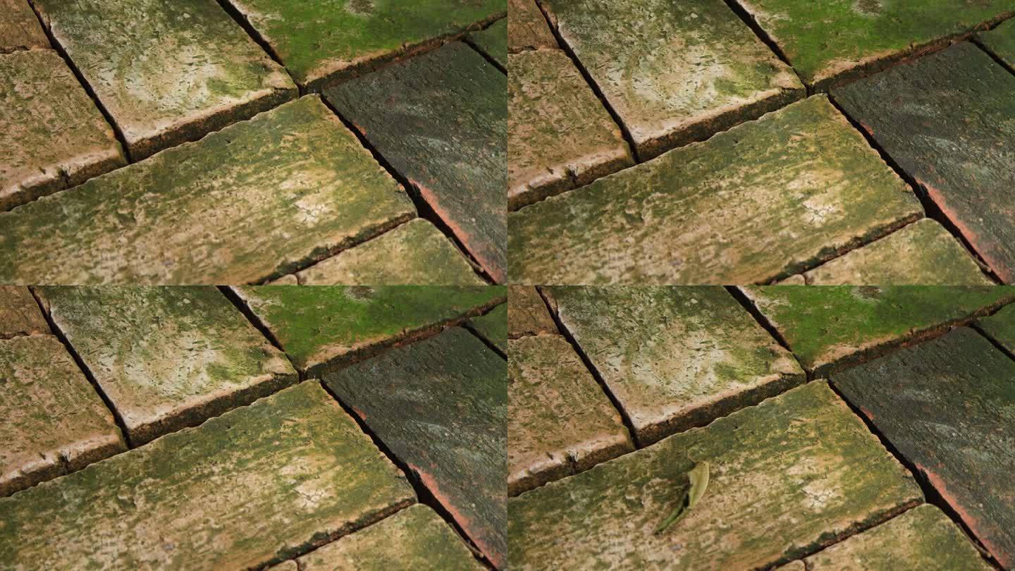 苔藓在旧砖铺的院子里的特写。青苔上的旧砖地板纹理。选择性地关注砖地板上的苔藓和地衣的纹理和细节。