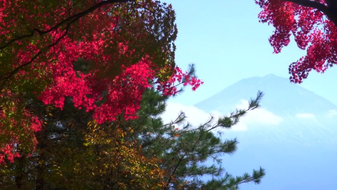 在枫叶丛中看到的富士山