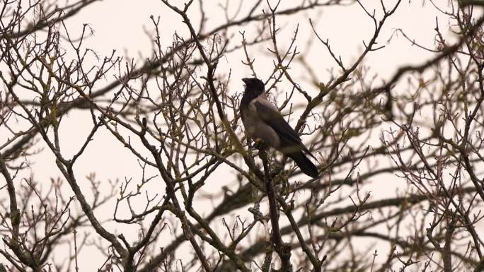 一种戴帽的乌鸦(冠鸦)，也被称为烫伤乌鸦或帽衫，栖息在树顶