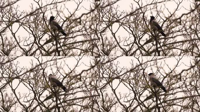 一种戴帽的乌鸦(冠鸦)，也被称为烫伤乌鸦或帽衫，栖息在树顶