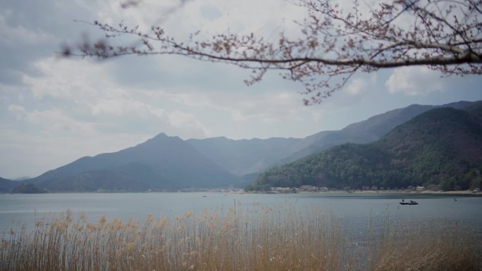 美丽的樱花树在河边的自然在山的背景。