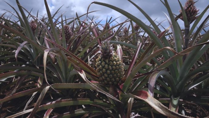 种植园里的小菠萝果实