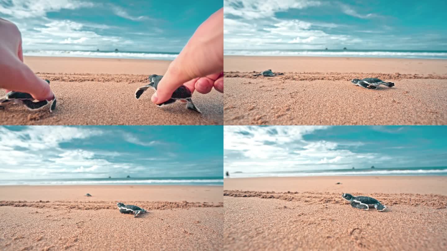 有人把两只小海龟放在海边的沙滩上。