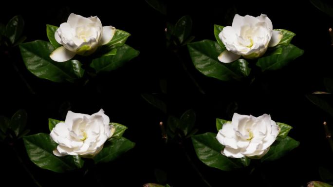 玫瑰“栀子花”盛开的花朵，白色的花朵从蓓蕾到盛开，4k镜头的工作室拍摄缩小效果。