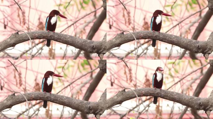 这只王鸟栖息在树上
